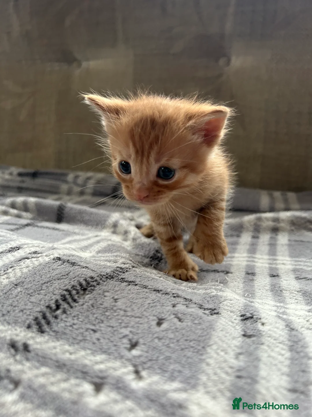 Mixed Breed cats for sale: Beautiful Kittens For Sale  - Advert 3