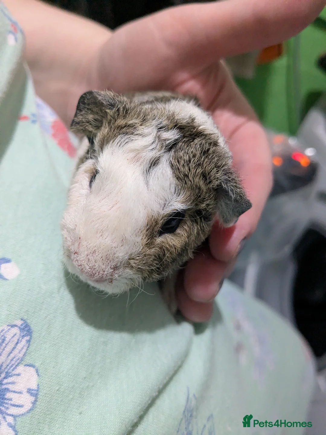 Guinea Pig rodents for sale: Two male baby teddy guinea pigs  - Advert 10