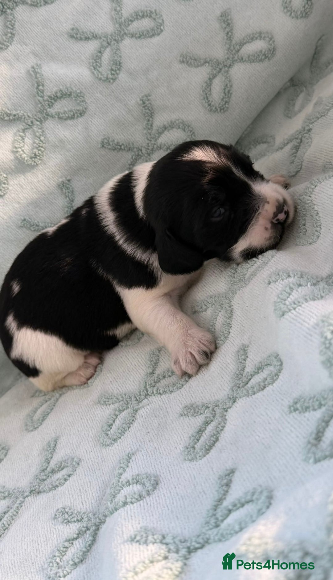 Cockerdor dogs for sale: Stunning show cocker spaniel cross Labrador puppys - Advert 5