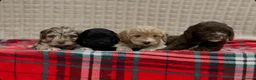 Cockapoo dogs for sale: STUNNING COCKAPOO PUPPIES READY NOW - Advert 10