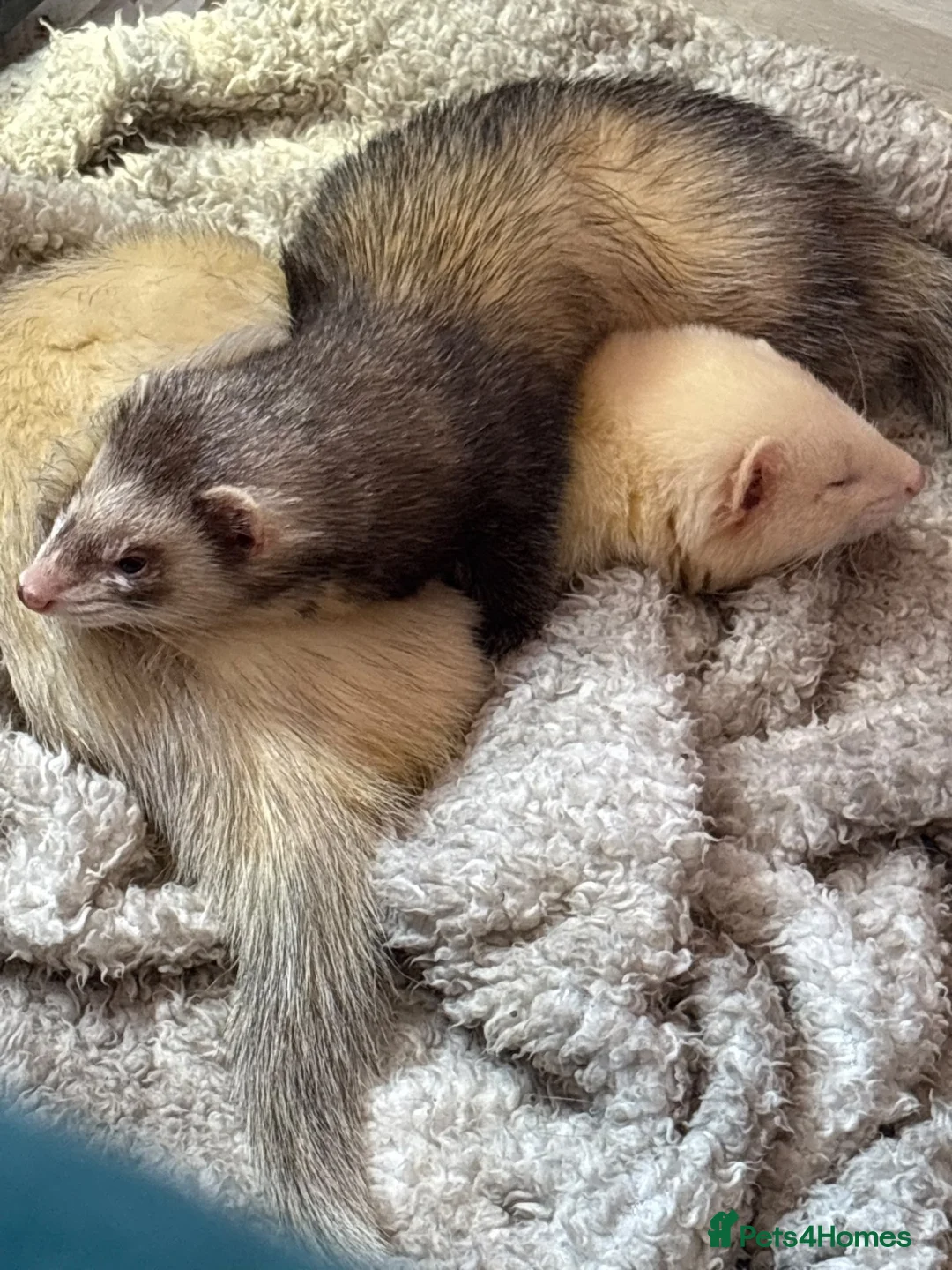 Ferret rodents for sale: Two ferrets one cream one miniature pole cat - Advert 1