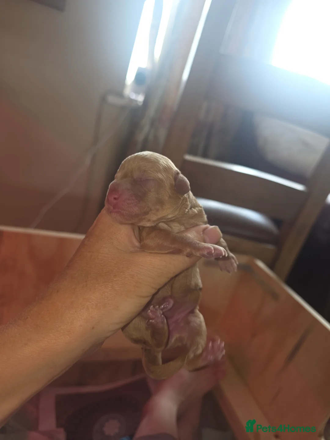 Cockapoo dogs for sale: Beautiful Cockapoo puppies.  - Advert 2