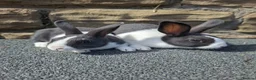 Dutch rabbits for sale: Dutch Rabbits (pair) - Advert 4