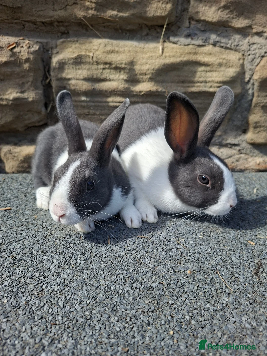 Dutch rabbits for sale: Dutch Rabbits (pair) - Advert 4