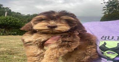 Cockapoo dogs - Advert 14