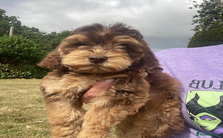 Cockapoo dogs - Advert 10