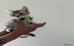 Bengal cats for sale: Bengal x Maine coon  - Image 11