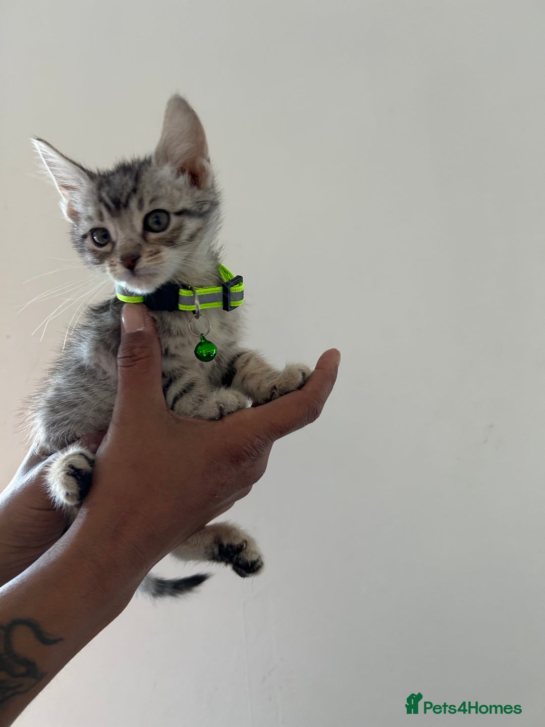 Bengal cats for sale: Bengal x Maine coon  - Image 11