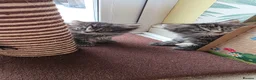 Mixed Breed cats for sale: Kittens-Fluffy Tabby Kittens for Sale - Advert 6