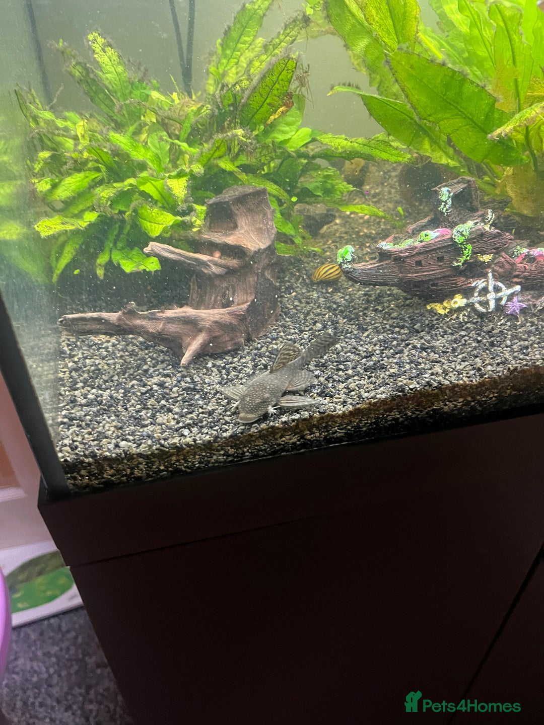 Tetras fish for sale: Fluval aquarium  - Advert 9