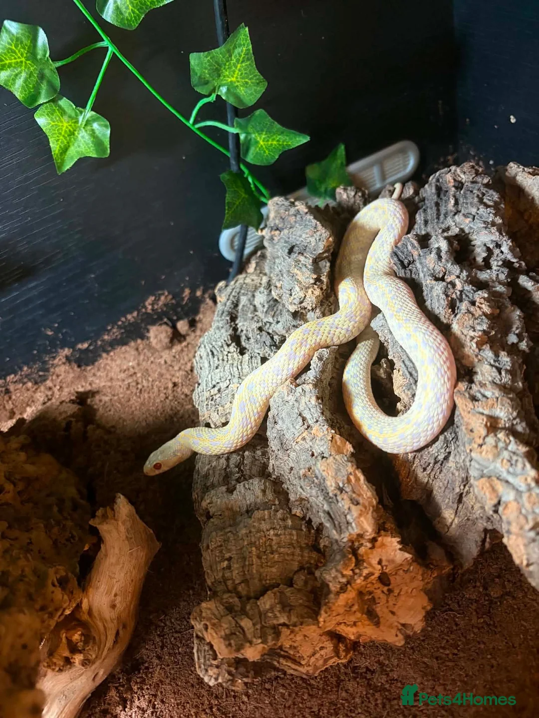 Garter Snake reptiles for sale: Garter snakes x2, with vivarium/full setup. - Advert 3