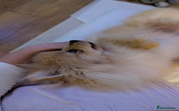 Pomeranian dogs for sale: Pomeranian 6 months old cute puppy  - Image 4
