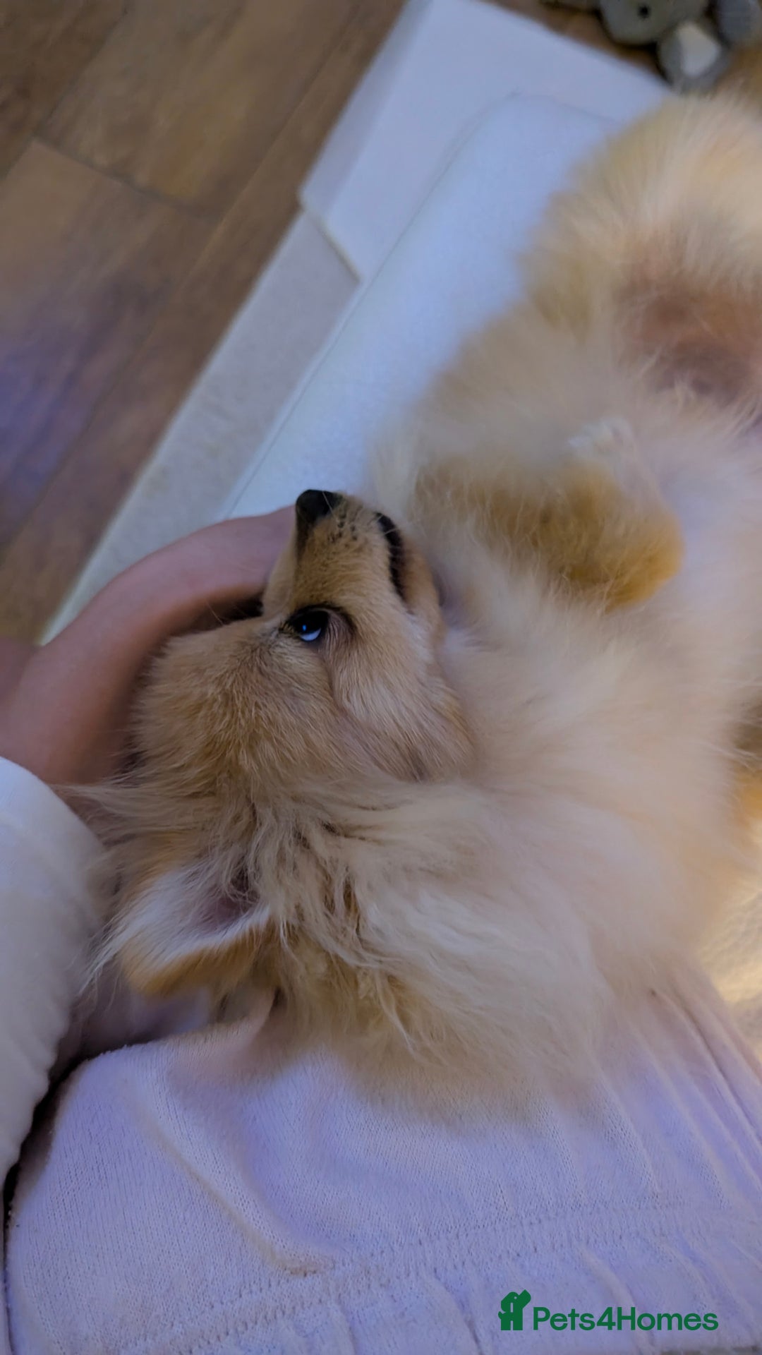 Pomeranian dogs for sale: Pomeranian 6 months old cute puppy  - Image 4