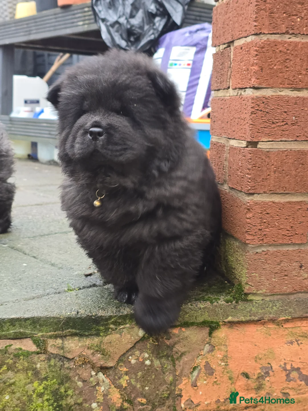 Chow Chow dogs for sale: Female ready to leave! 5⭐️homes - Advert 10