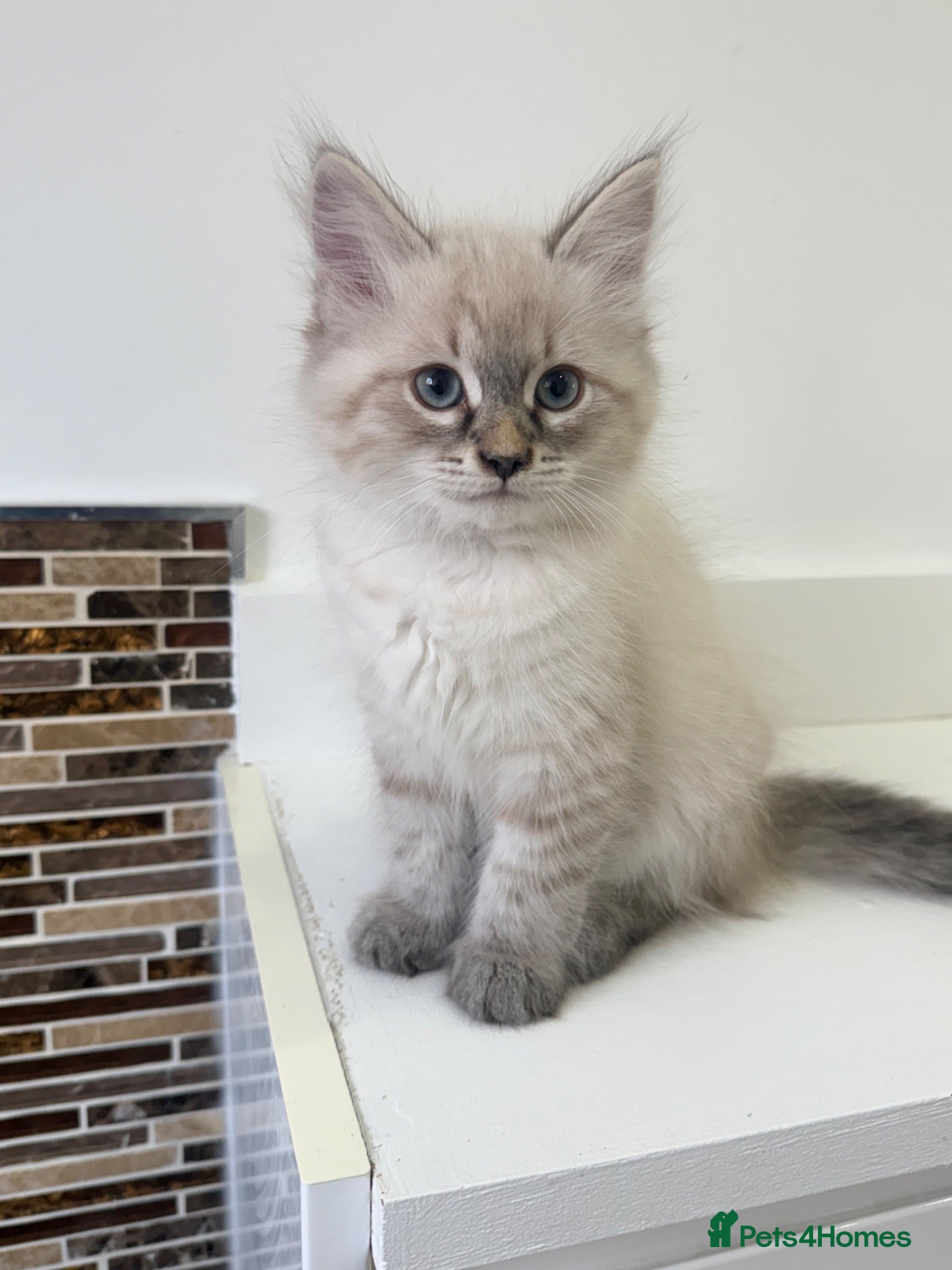 Siberian cats Neva Masquerade boy Kitten for Sale 🐾 - Advert 9
