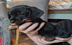 Miniature Dachshund dogs for sale: Miniature dachshund puppies - Advert 5