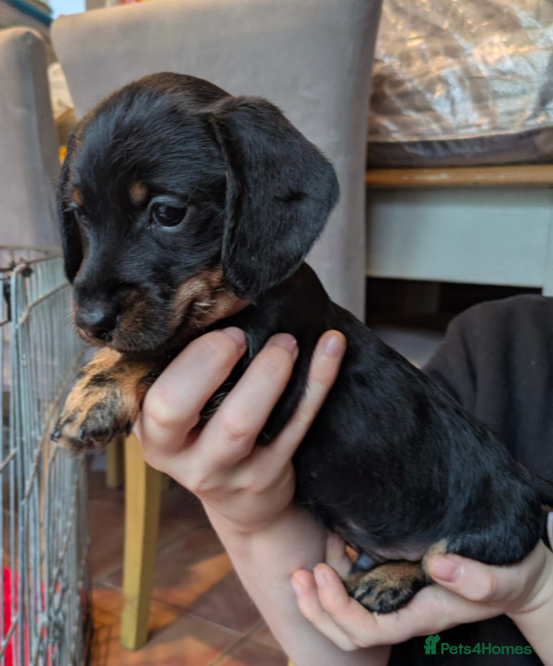 Miniature Dachshund dogs for sale: Miniature dachshund puppies - Advert 5