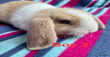 Mini Lop rabbits - Advert 6