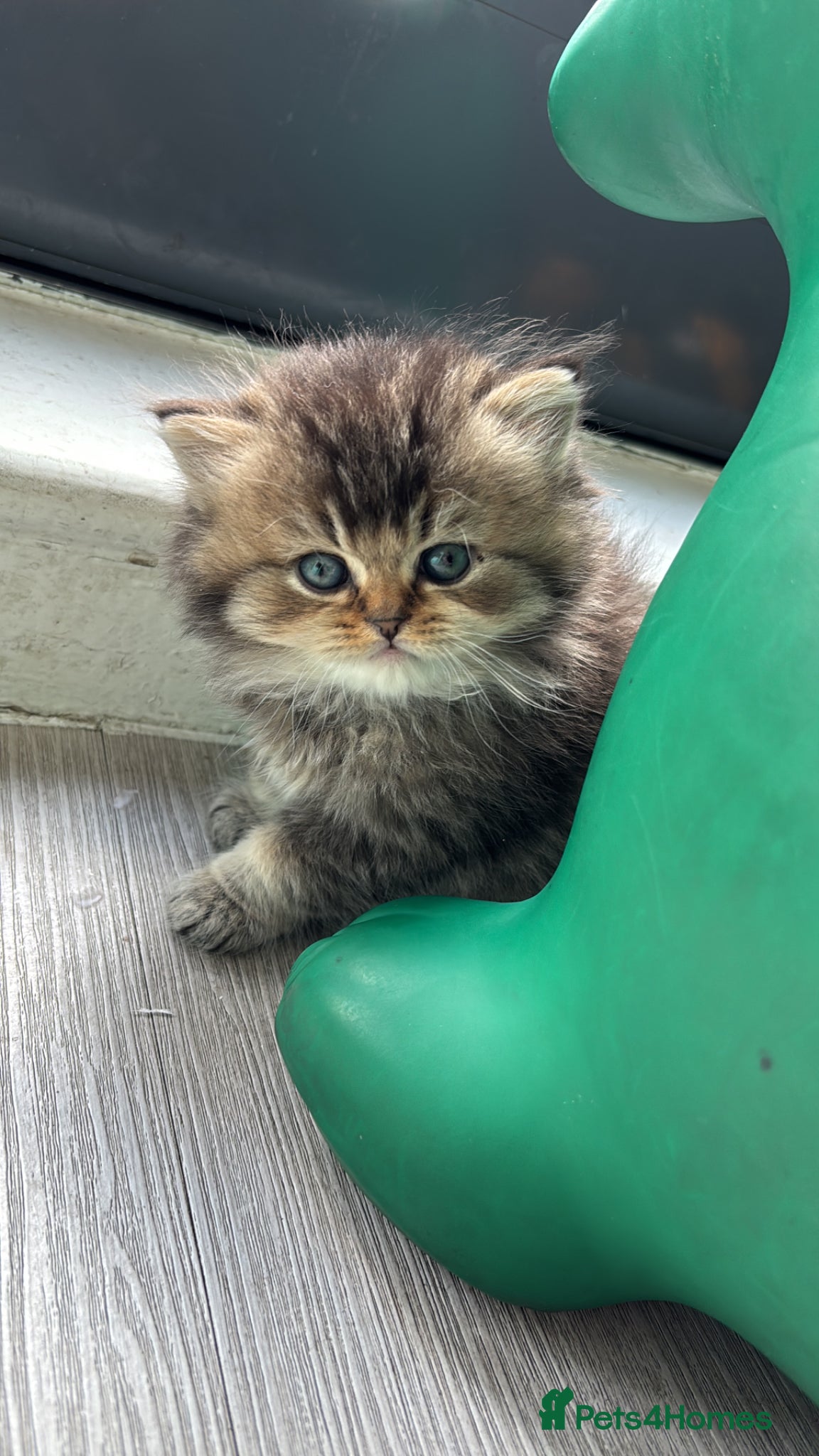 British Shorthair cats British longhair and shorthair kittens  - Advert 15