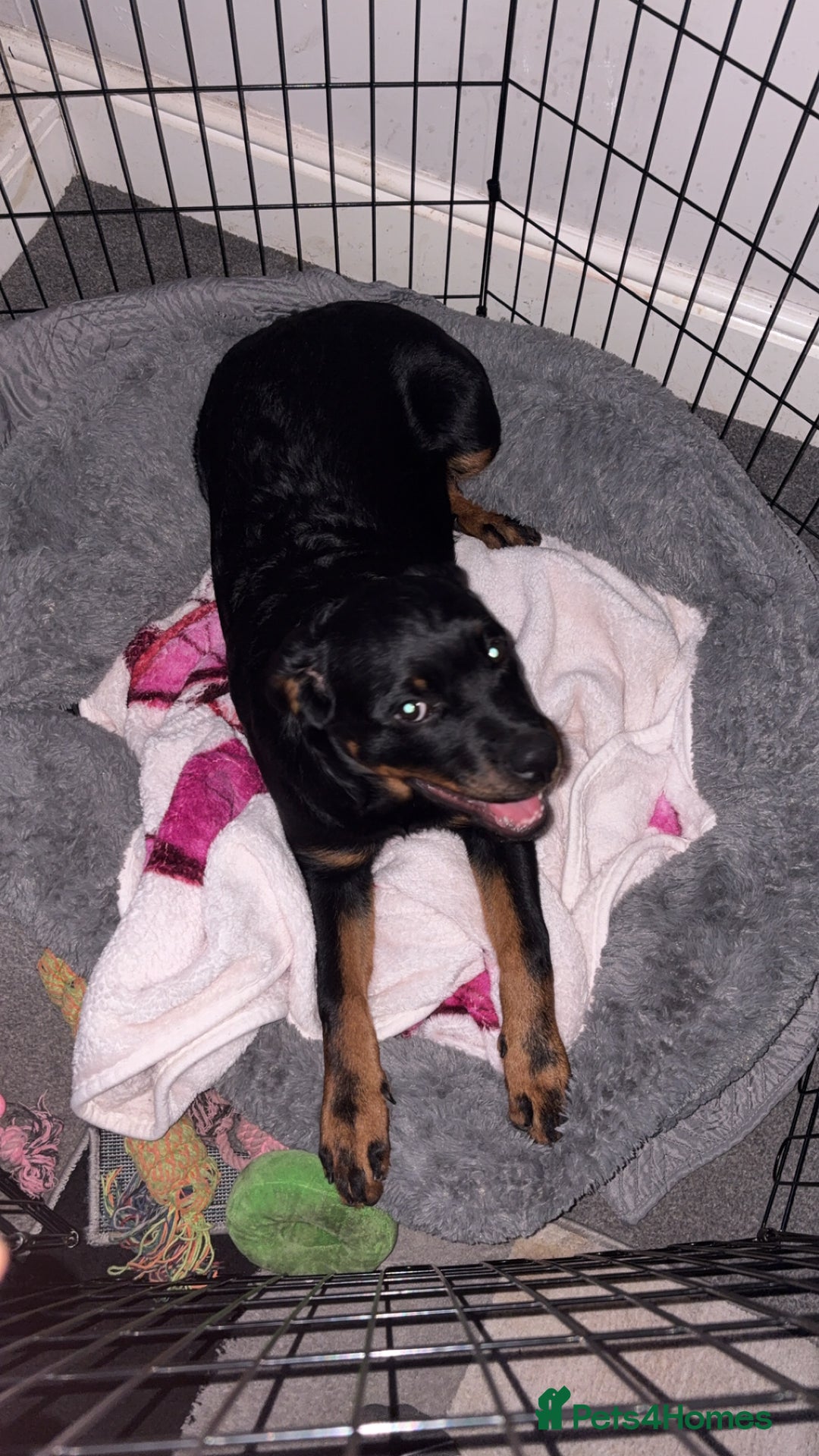 Rottweiler dogs for sale: Rottweiler Cali - Image 3