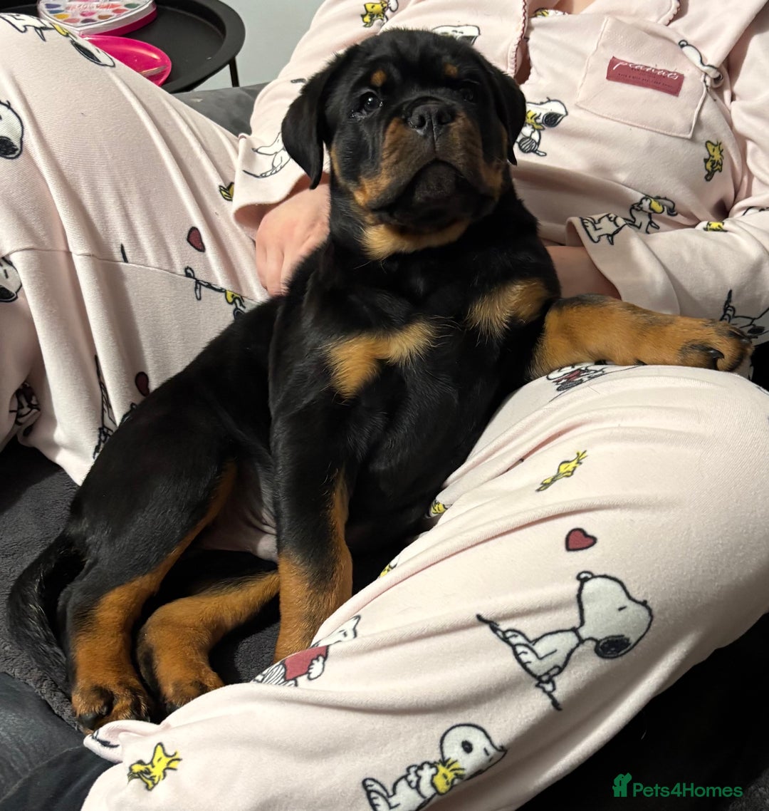 Rottweiler dogs for sale: Top Quality KC Health Tested Rottweiler Puppies  - Advert 5