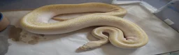 Python Snake reptiles for sale: Adult Female BEL Royal / Ball Python in Bristol - Advert 7