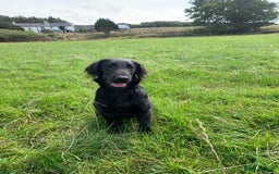 Flat coated Retriever dogs for sale: Young Flatcoated Retriever dog, basics trained - Image 2