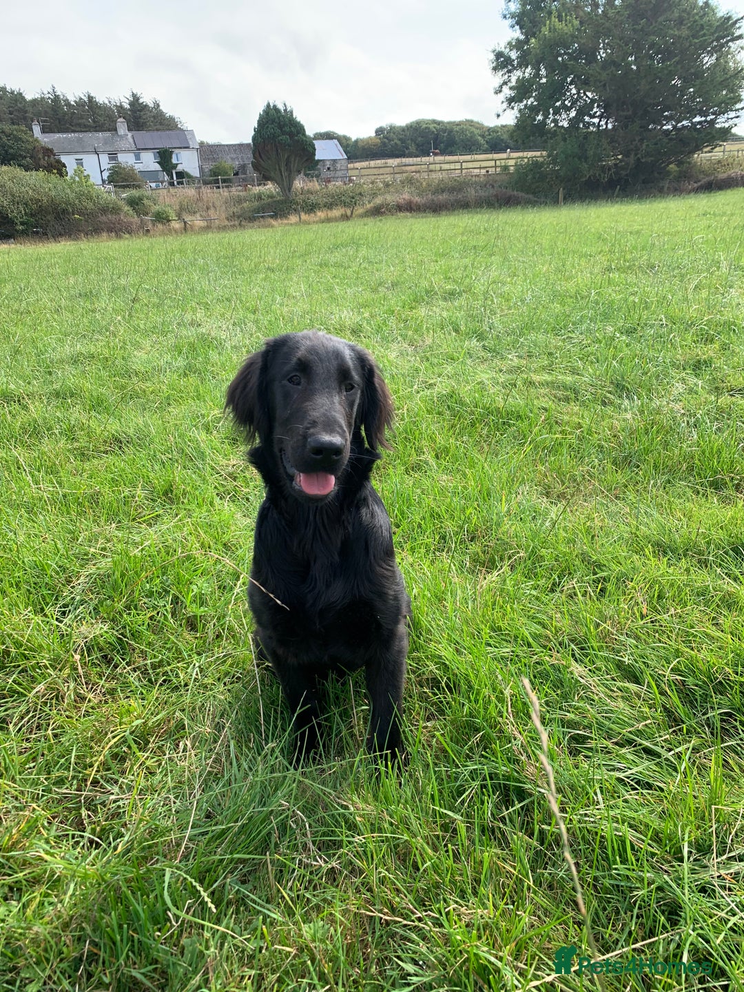 Flat coated Retriever dogs for sale: Young Flatcoated Retriever dog, basics trained - Image 2