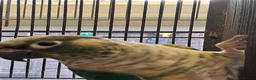 Conures birds for sale: Conures  - Advert 8