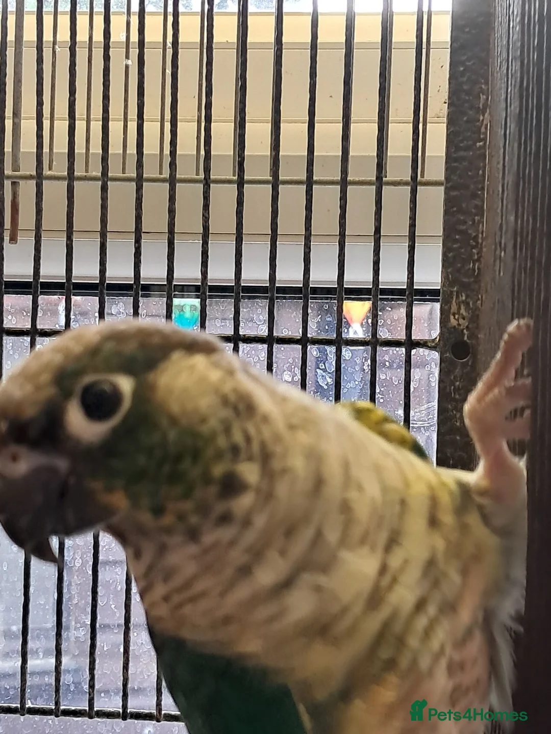 Conures birds for sale: Conures  - Advert 8