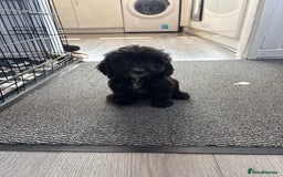 Cockapoo dogs for sale: Cockapoo puppies READY NOW  - Image 1