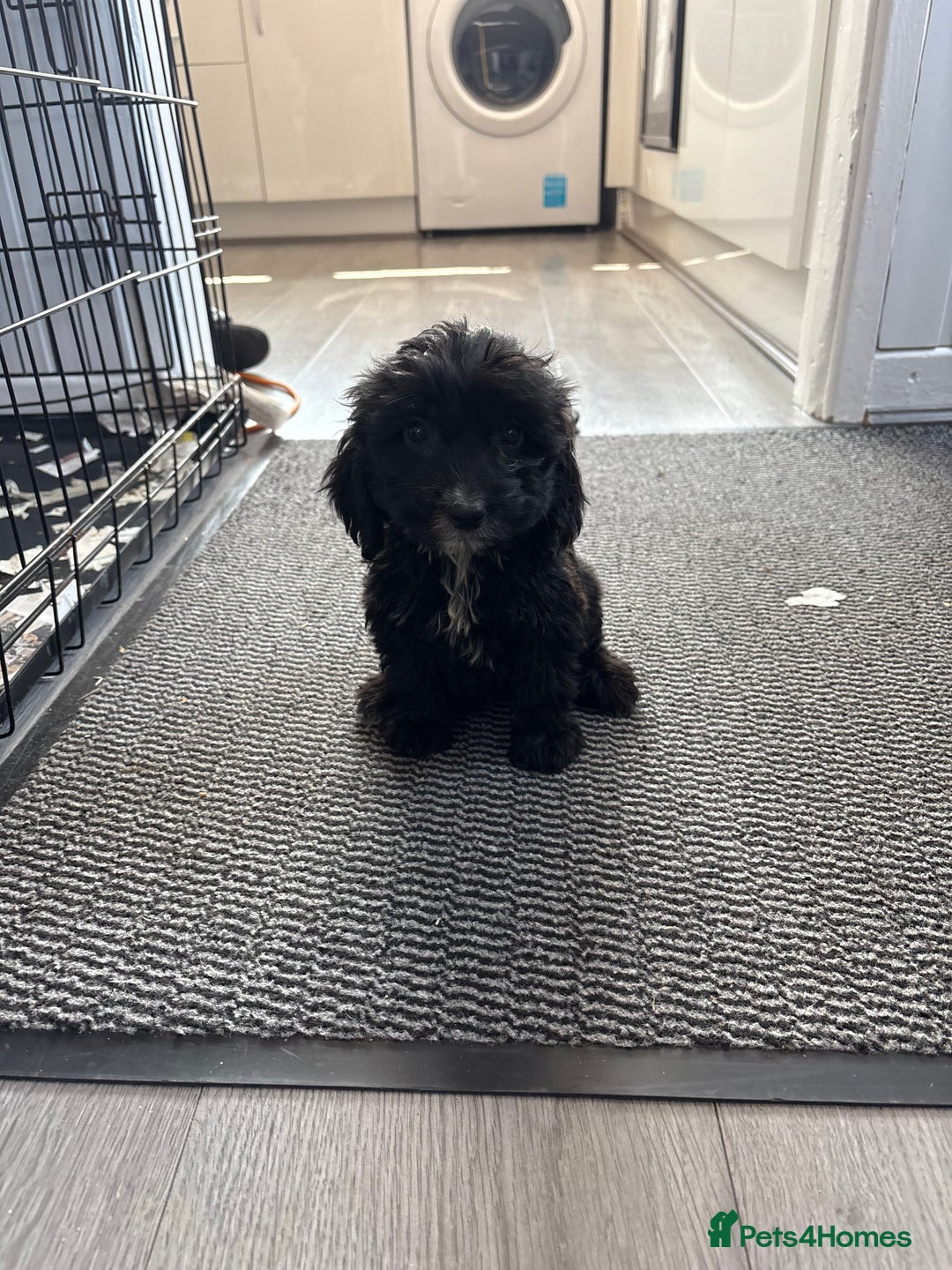 Cockapoo dogs for sale: Cockapoo puppies READY NOW  - Image 1