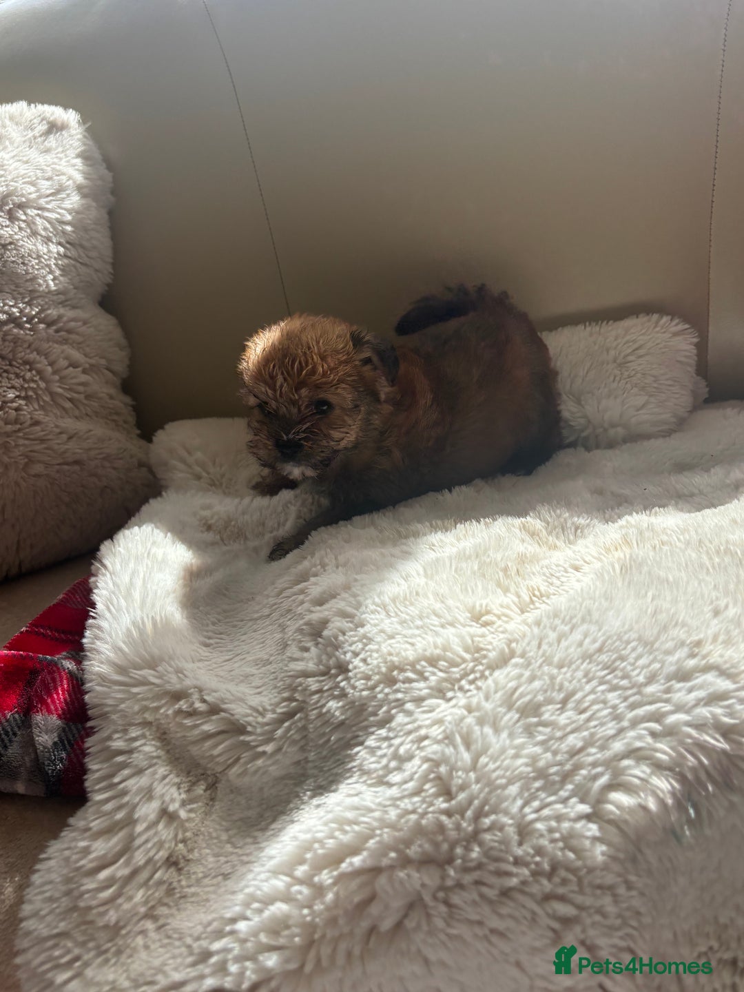Shih Tzu dogs for sale: Shih tzu cross Yorkshire terrier - Image 19