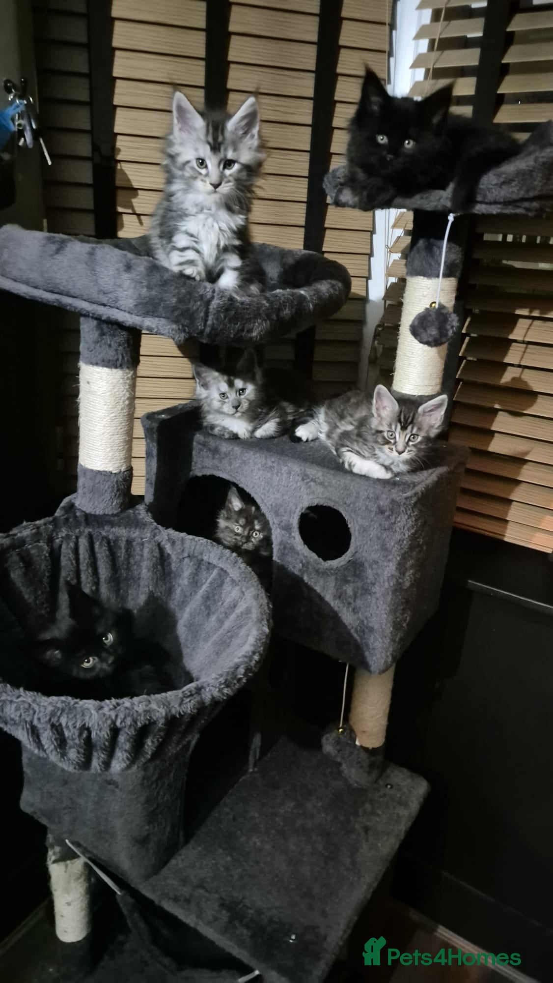 Maine Coon cats READY TO LEAVE 5 Maine Coon kittens  - Advert 9