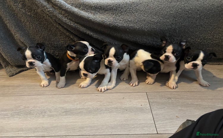 Boston Terrier dogs - Advert 1
