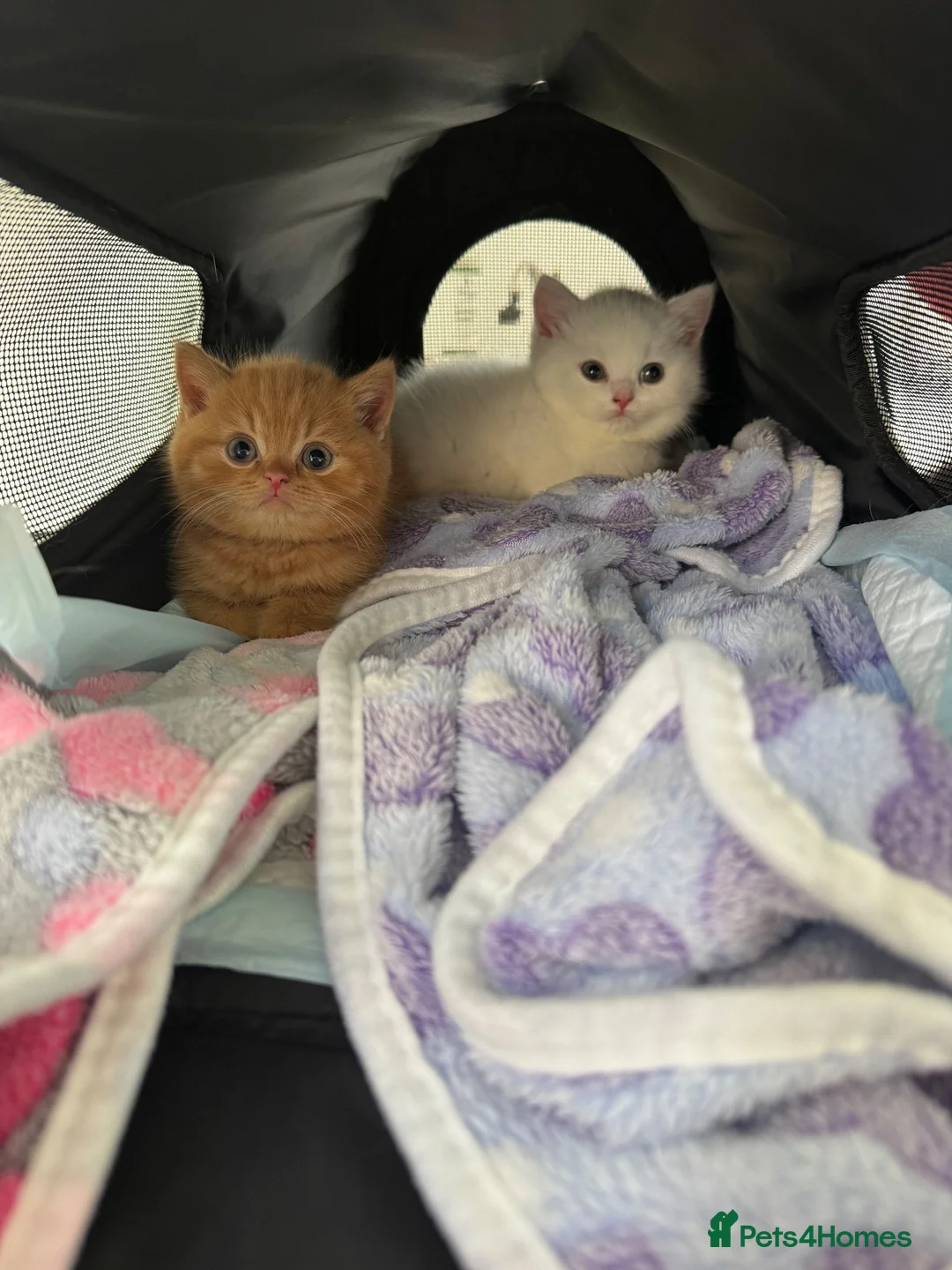 British Shorthair cats for sale: ALL RESERVED - Advert 2