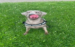 Mixed Breed dogs for sale: 2 gorgeous girls - Image 2