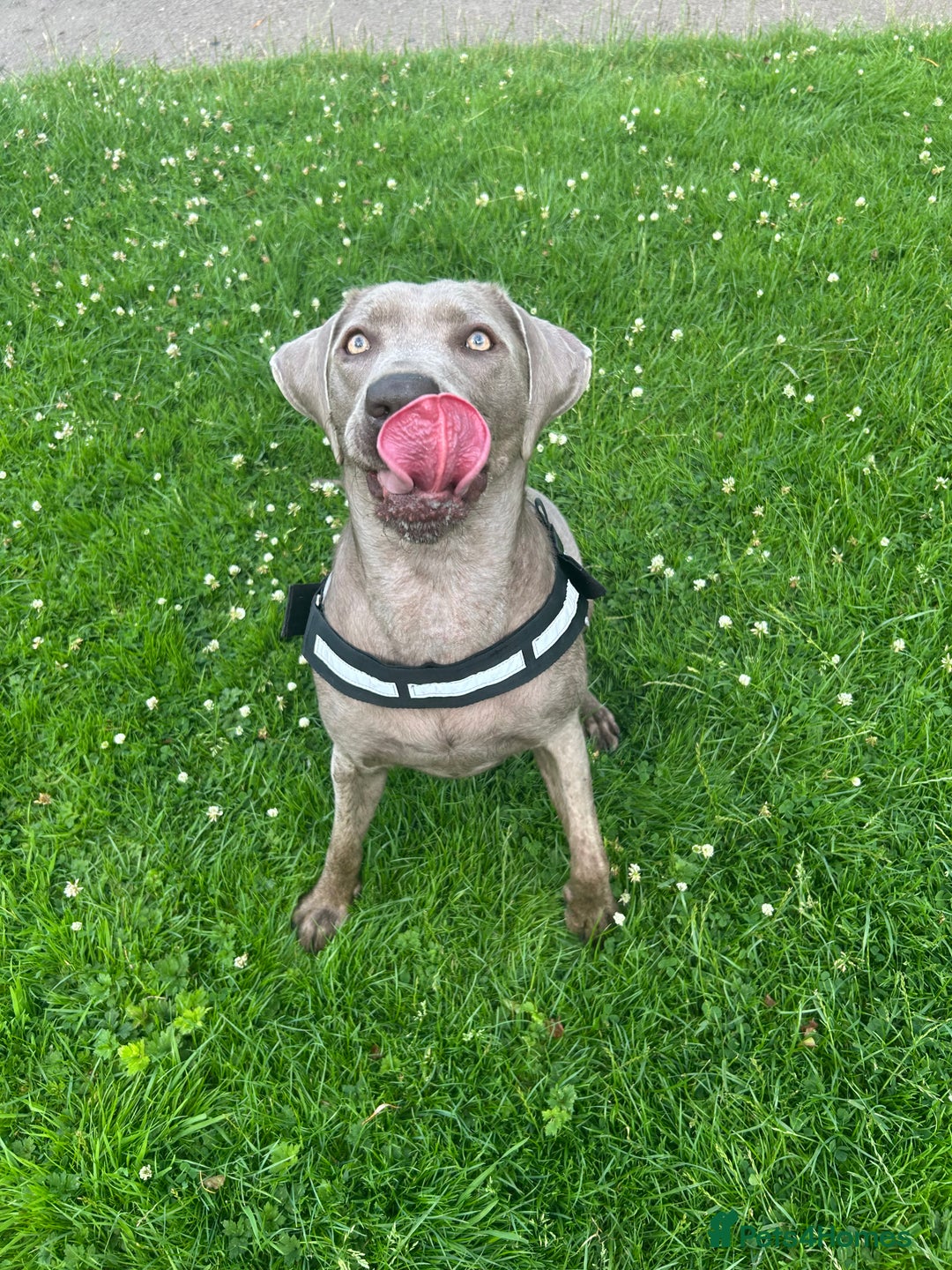 Mixed Breed dogs for sale: 2 gorgeous girls - Image 2