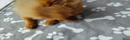 Pomeranian dogs for sale: Miss  - Advert 4