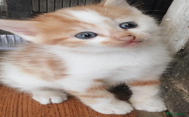 Mixed Breed cats - Advert 15