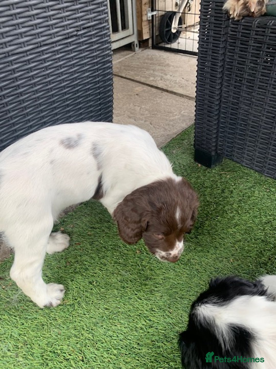 English Springer Spaniel dogs for sale: Springer pups - Image 13