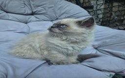 Persian cats for sale: PERSIAN HIMALAYAN Kittens for Sale!   - Image 17