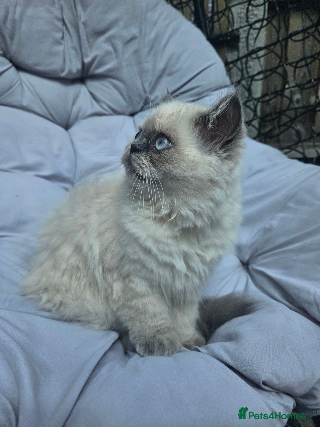 Persian cats for sale: PERSIAN HIMALAYAN Kittens for Sale!   - Image 17