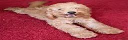 Cockapoo dogs for sale: Adorable Cockapoos Looking for Loving Homes 🐶❤️  - Advert 7