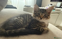 Mixed Breed cats for sale: 1 BEAUTIFUL KITTEN LEFT - 1 BOY! - Image 32