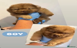 Chow Chow dogs for sale: chow chow puppies with champion stacked bloodline - Image 12