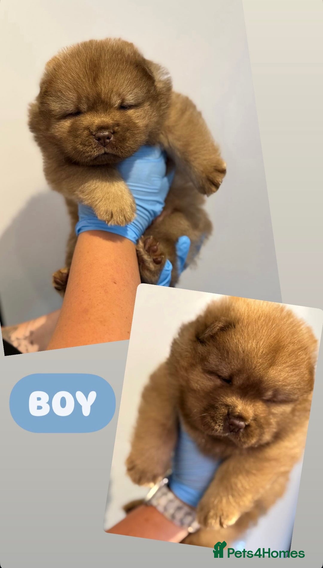 Chow Chow dogs for sale: chow chow puppies with champion stacked bloodline - Image 12