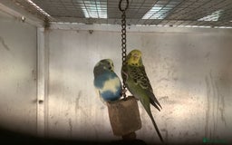 Cockatiels birds for sale: 2025  Cockatiels and Budgies - Image 19