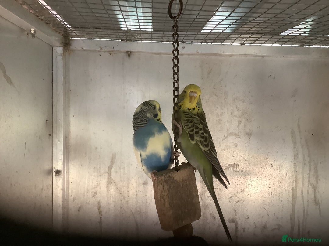Cockatiels birds for sale: 2025  Cockatiels and Budgies - Image 19