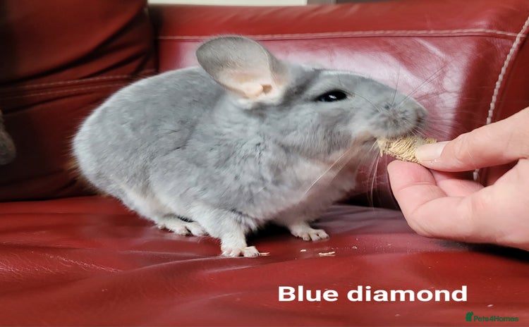 Chinchilla rodents in Bournemouth - Advert 13